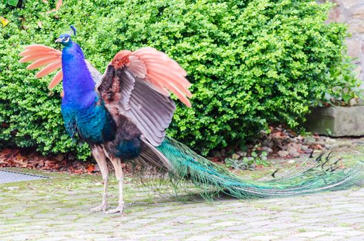 Peacock swings the wing does not show in all its glory
