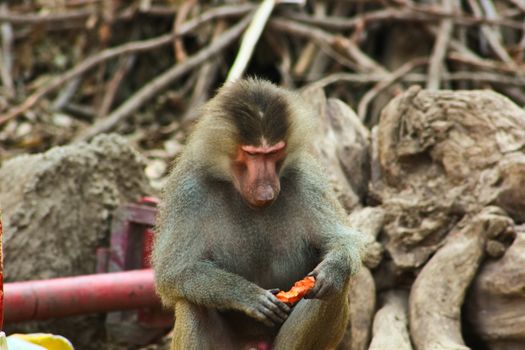 Baboon Monkey chilling , eating , playing on savanna on the mountains and rocks