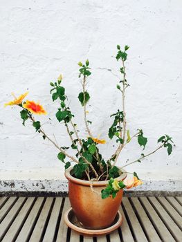 Orange mallow growing in clay pot, garden decoration.