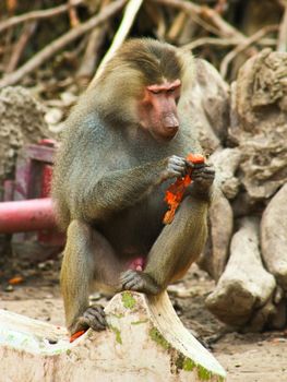 Baboon Monkey chilling , eating , playing on savanna on the mountains and rocks