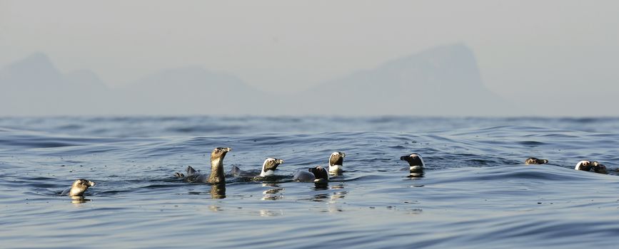 Swimming penguins. The African penguin (Spheniscus demersus), also known as the jackass penguin and black-footed penguin is a species of penguin, confined to southern African waters. 