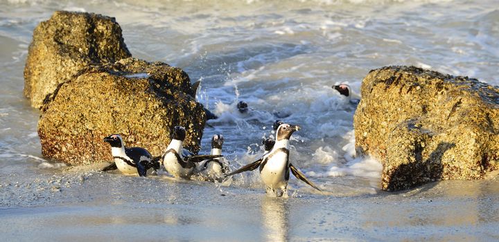 The African penguin (Spheniscus demersus), also known as the jackass penguin and black-footed penguin is a species of penguin, confined to southern African waters. 