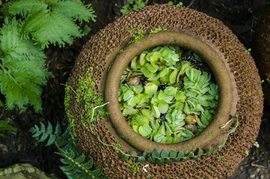 Tropical plant garden 