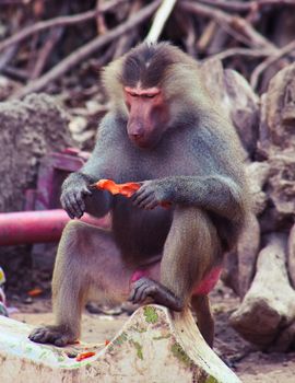 Baboon Monkey chilling , eating , playing on savanna on the mountains and rocks