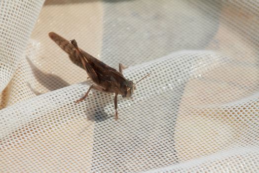 grasshopper on a net