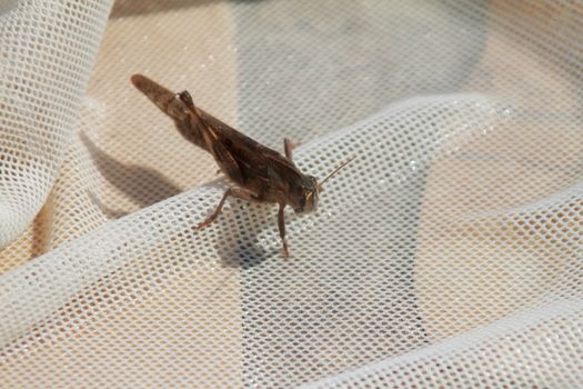 grasshopper on a net
