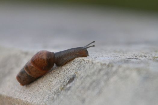 snail