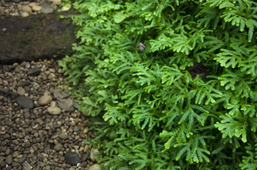 Fern garden