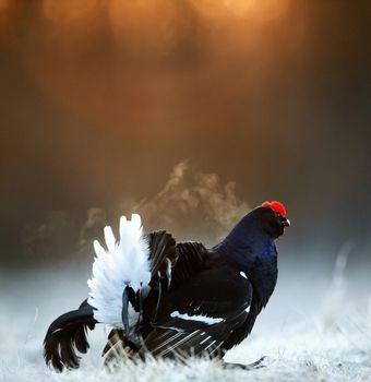 Lekking Black Grouse ( Lyrurus tetrix) Portrait. Early morning. 