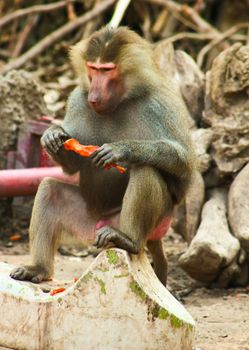 Baboon Monkey living, eating and playing in the Savanna standing on mountains and rocks