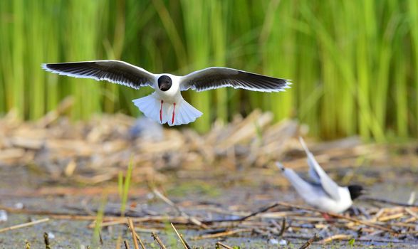 Black-headed Gull (Larus ridibundus) in flight on the green grass background. Front