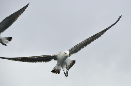 Flying kelp gull (Larus dominicanus), also known as the Dominican gul and Black Backed Kelp Gull. False Bay, South Africa