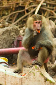 Baboon Monkey living, eating and playing in the Savanna standing on mountains and rocks