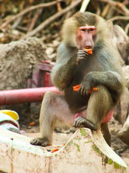 Baboon Monkey living, eating and playing in the Savanna standing on mountains and rocks