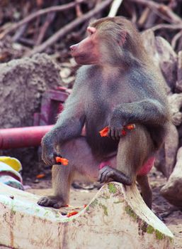 Baboon Monkey living, eating and playing in the Savanna standing on mountains and rocks