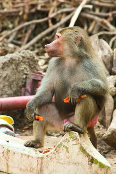 Baboon Monkey living, eating and playing in the Savanna standing on mountains and rocks