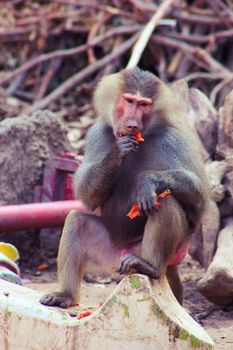 Baboon Monkey living, eating and playing in the Savanna standing on mountains and rocks