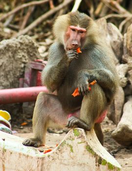 Baboon Monkey living, eating and playing in the Savanna standing on mountains and rocks