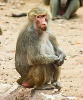 Baboon Monkey living, eating and playing in the Savanna standing on mountains and rocks