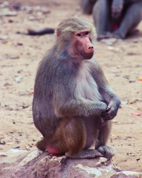 Baboon Monkey living, eating and playing in the Savanna standing on mountains and rocks