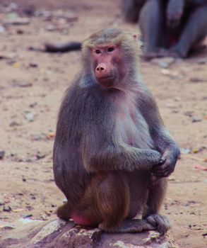 Baboon Monkey living, eating and playing in the Savanna standing on mountains and rocks