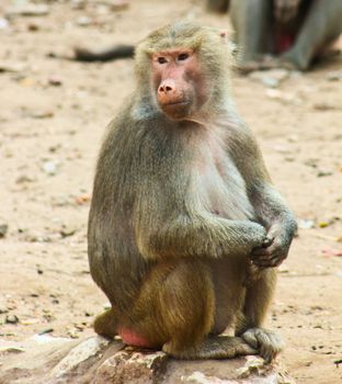 Baboon Monkey living, eating and playing in the Savanna standing on mountains and rocks