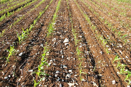 A newly sowed field with corn plants.