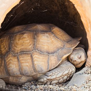 Name: Reptilia Chelonia Testudinidae Geochelone Sulcata