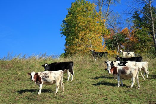 Young cows grazing on a steep hillside next to trees with colorful leaves. 