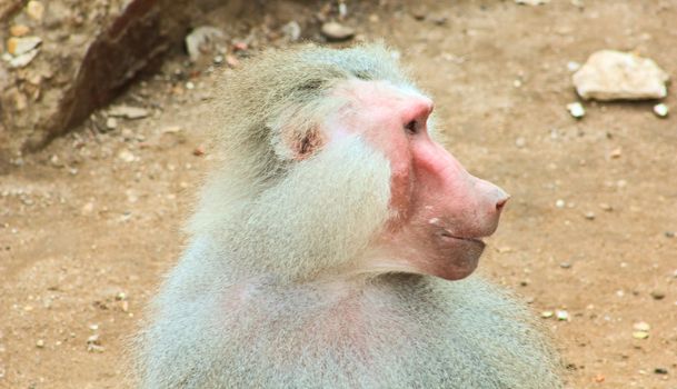 Baboon Monkey living, eating and playing in the Savanna standing on mountains and rocks