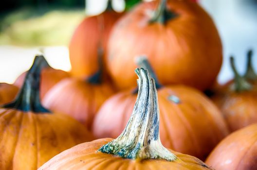 Pumpkins in the wooden box preparing for sale