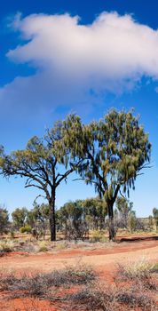 Trees and red sand of Northern Territory - Australia.