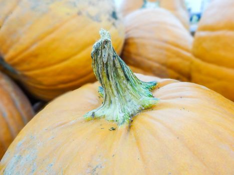 harvested pumpkins in store for sale