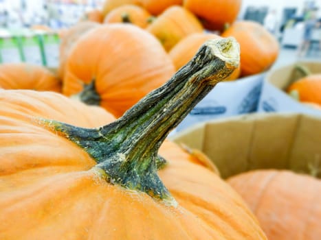 harvested pumpkins in store for sale