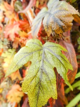 fake Autumn red oak leaves