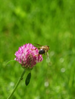 Bee collect pollen on red clover flower on green grass background