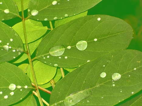 Leaves with dew