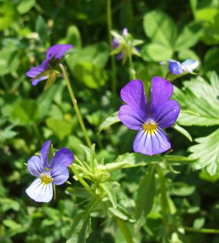 Heartsease on green grass background