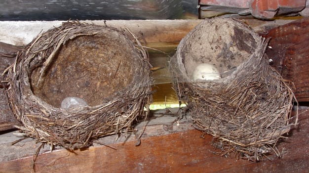 Nest with birds eggs with cobweb