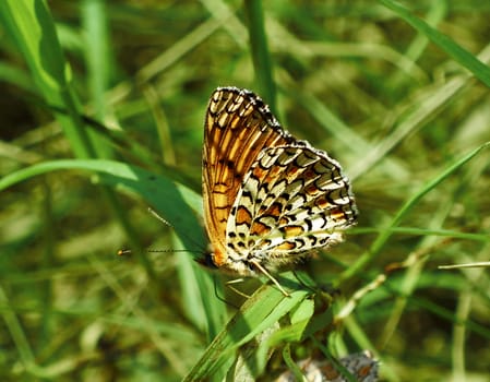 Butterfly on green grass background