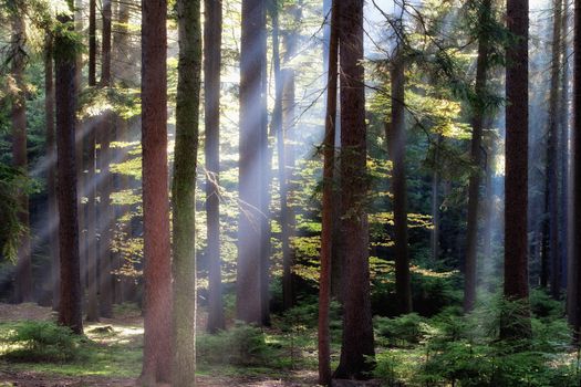 autumn forest scene with sunrays shining through branches