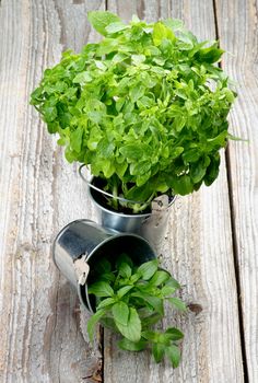 Fresh Raw Green Basil Leaves in Two Tin Buckets isolated on Rustic Wooden background