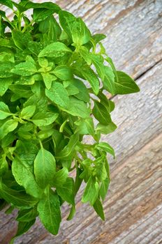 Bunch of Perfect Fresh Green Basil Leafs with Water Drops isolated on Rustic Wooden background