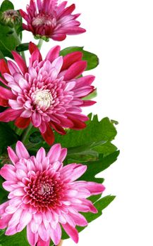 Frame of Beauty Pink Chrysanthemum with Leafs and Buds isolated on white background. Focus on Foreground