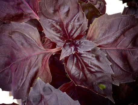 Bunch of Fresh Purple Basil Leaves closeup. Top View 