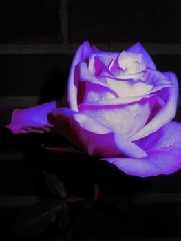 A delicate purple rose against a harsh brick wall.