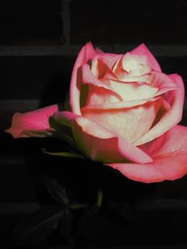 A beautiful pink rose against a dark brickwall