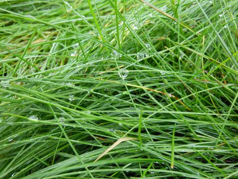 Close-up of green grass after a rainfall.