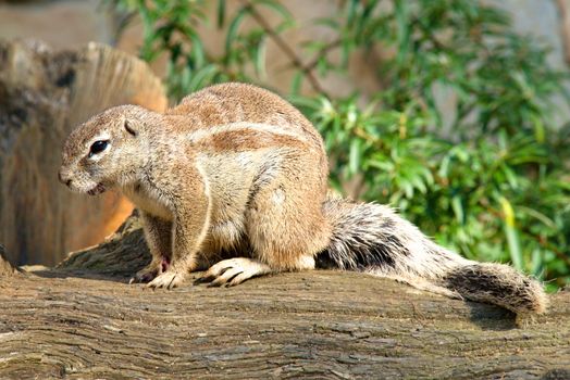 Photo shows a closeup of a wild rodent in the nature.