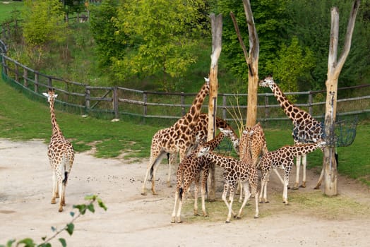 Photo shows a closeup of Rothschild giraffes  in the wood.